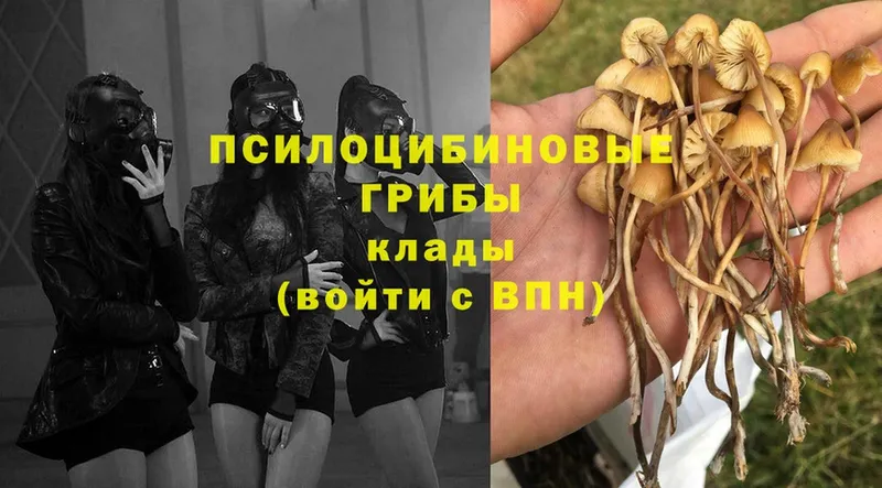 цена   Североморск  Галлюциногенные грибы Psilocybe 